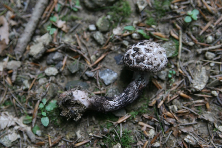 Strobilomyces strobilaceus (?)